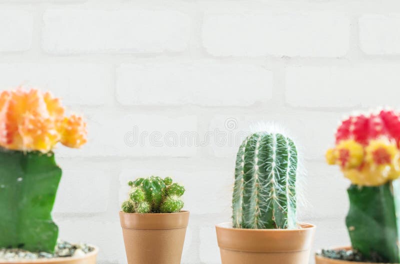 Il cactus verde fresco del primo piano in vaso di plastica marrone per decora con il gruppo vago di cactus di colore e di muro di fotografia stock Il cactus verde fresco del primo piano in vaso di plastica marrone per decora con il gruppo vago di cactus di colore e di muro di fotografia stock