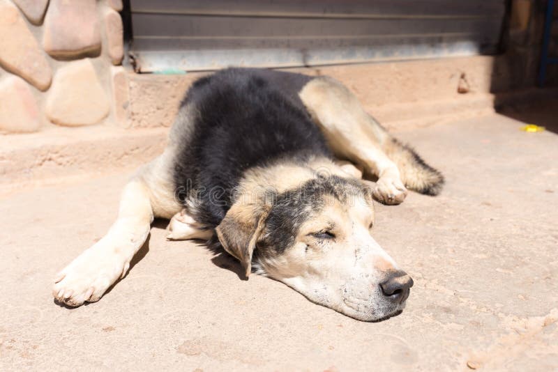Il cagnaccio di sonno del cane sfregia la via stanca esaurita del pavimento fotografia stock libera da diritti Il cagnaccio di sonno del cane sfregia la via stanca esaurita del pavimento fotografia stock libera da diritti