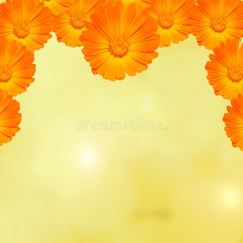 Il calendula officinalis arancio e giallo fiorisce (calendula, ruddles, tagete comune, tagete del giardino), fondo di struttura immagine stock Il calendula officinalis arancio e giallo fiorisce (calendula, ruddles, tagete comune, tagete del giardino), fondo di struttura immagine stock