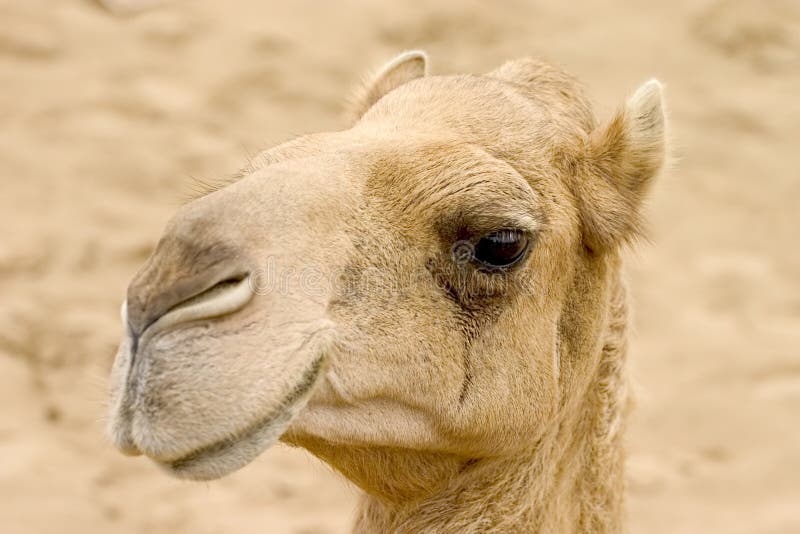 Closeup of a camel. Dubai, UAE. Closeup of a camel. Dubai, UAE.