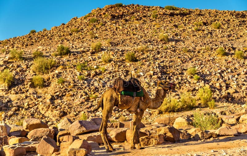 Il cammello beduino riposa nella città antica di PETRA immagini stock Il cammello beduino riposa nella città antica di PETRA immagini stock