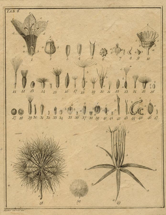 Il campo d'annata della botanica nota - illustrazione di botanica - le illustrazioni floreali d'annata - l'album per ritagli Pape