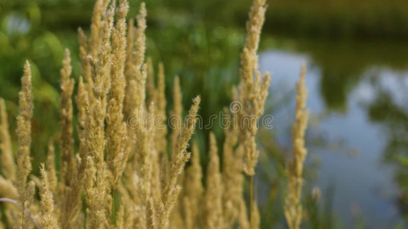 Il campo d'erba d'oro che si muove nel vento