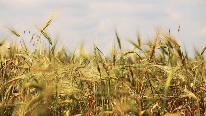 Il campo di grano soffiato dalla fine del vento su guarda