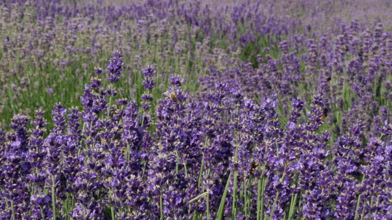 Il campo porpora fiorisce il fondo