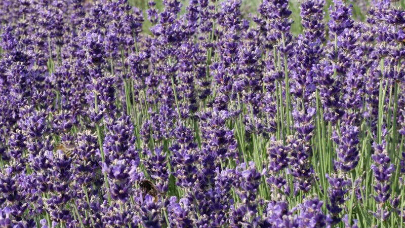 Il campo porpora fiorisce il fondo