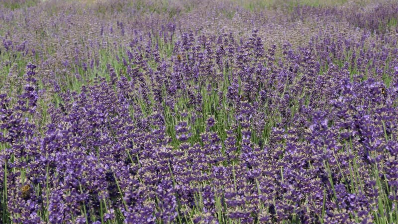 Il campo porpora fiorisce il fondo