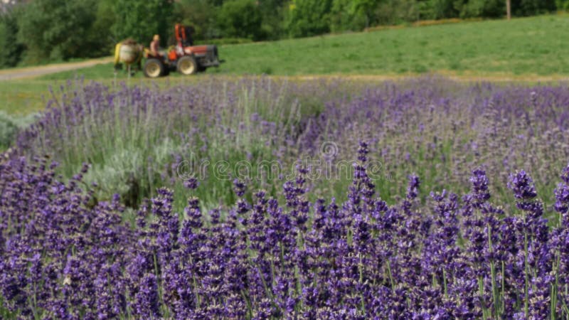 Il campo porpora fiorisce il fondo