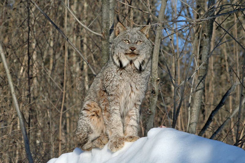 Il Canada Lynx nella neve