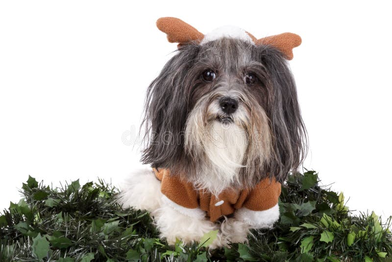 Il cane adorabile si è agghindato come renna per il Natale fotografia stock Il cane adorabile si è agghindato come renna per il Natale fotografia stock