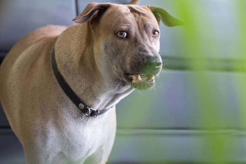 Il cane aggressivo mostra i denti pericolosi cani che guardano le macchine