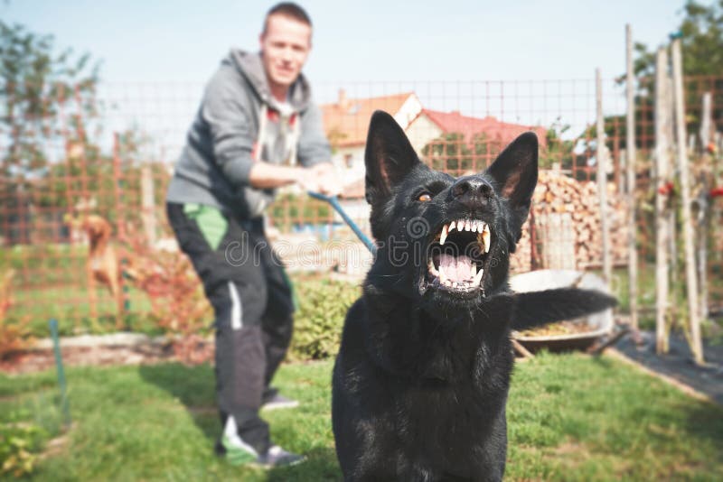 Il cane aggressivo sta scortecciando fotografia stock Il cane aggressivo sta scortecciando fotografia stock