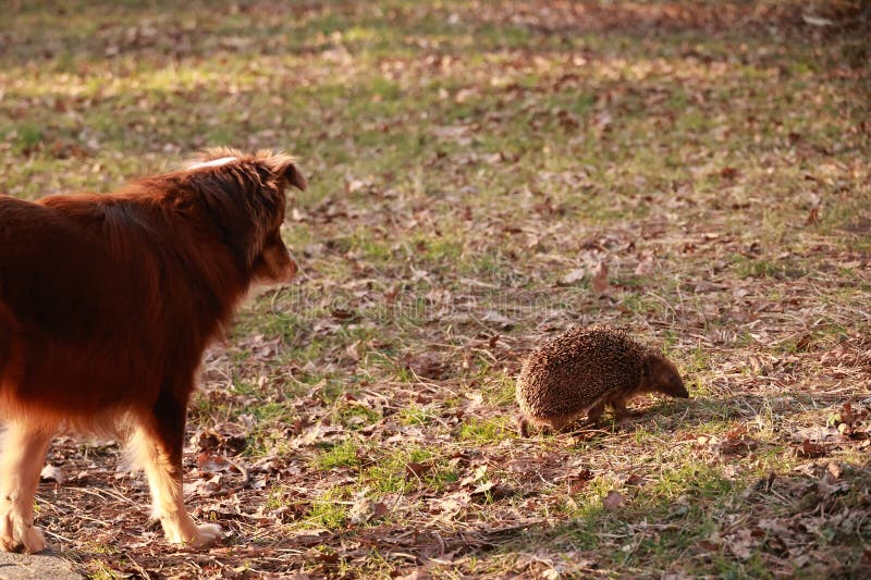 Il cane cammina in un campo e guarda un piccolo animale immagini stock libere da diritti