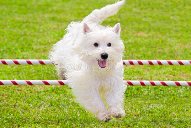 Il cane che salta nella concorrenza di agilità