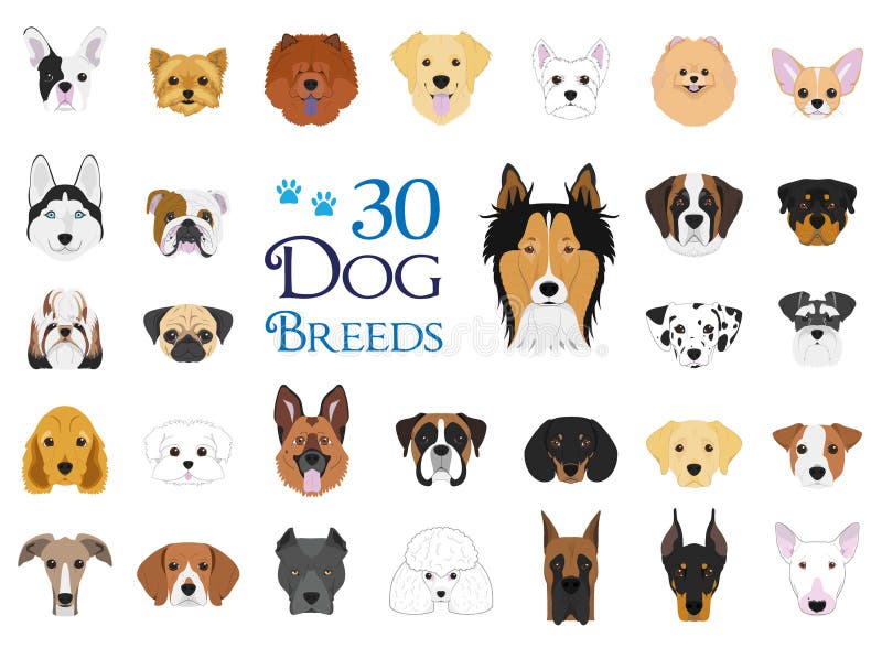 Il cane cresce raccolta di vettore: Un insieme di 30 razze differenti del cane illustrazione vettoriale Il cane cresce raccolta di vettore: Un insieme di 30 razze differenti del cane illustrazione vettoriale