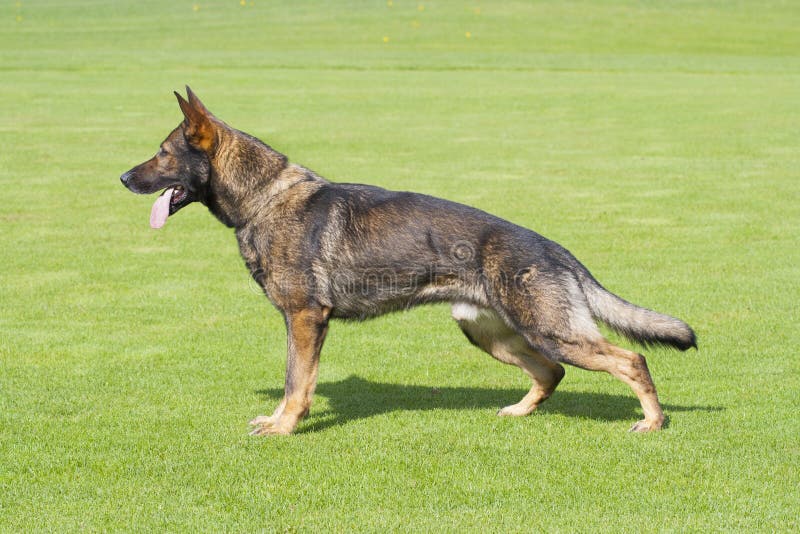 Il cane da pastore tedesco sta stando nel profilo fotografia stock libera da diritti Il cane da pastore tedesco sta stando nel profilo fotografia stock libera da diritti