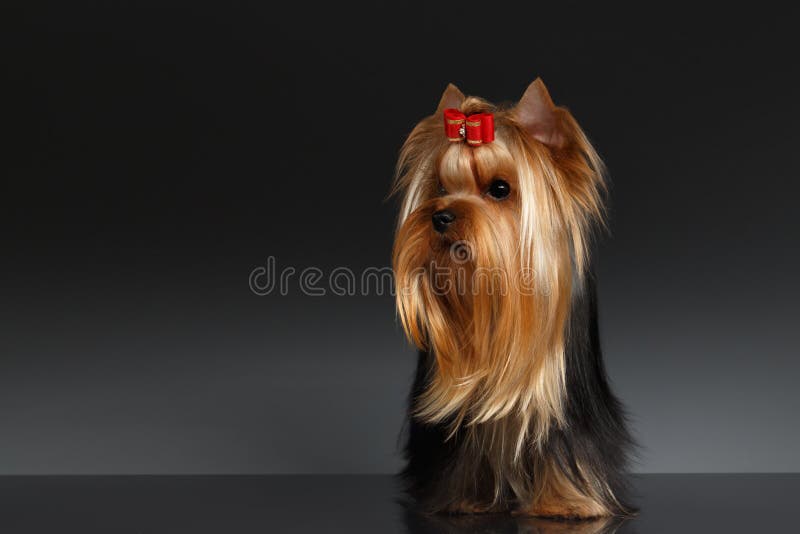 Il Cane Dell'Yorkshire Terrier Sta E Guardando a Sinistra Sul Nero