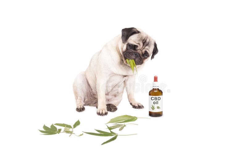 Il cane di animale domestico del cucciolo del carlino che mangia l'erbaccia, cannabis sativa, lascia la seduta accanto alla botti fotografia stock libera da diritti Il cane di animale domestico del cucciolo del carlino che mangia l'erbaccia, cannabis sativa, lascia la seduta accanto alla botti fotografia stock libera da diritti