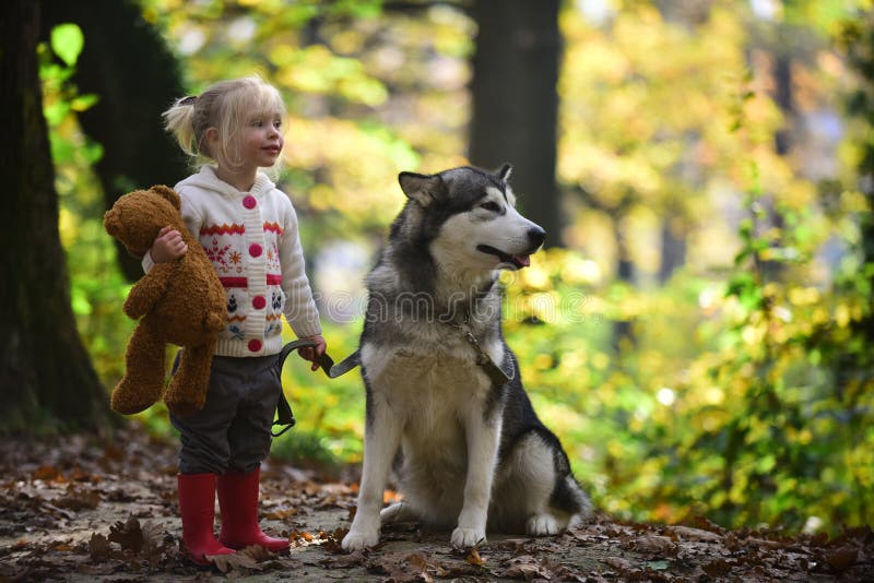 Il cane e la bambina nella foresta di autunno inseguono il husky con il bambino su aria fresca all'aperto immagine stock libera da diritti Il cane e la bambina nella foresta di autunno inseguono il husky con il bambino su aria fresca all'aperto immagine stock libera da diritti