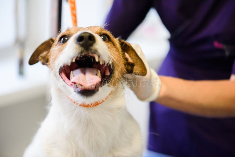 Il cane felice nel salone governare gode di di sistemare la procedura immagine stock libera da diritti Il cane felice nel salone governare gode di di sistemare la procedura immagine stock libera da diritti