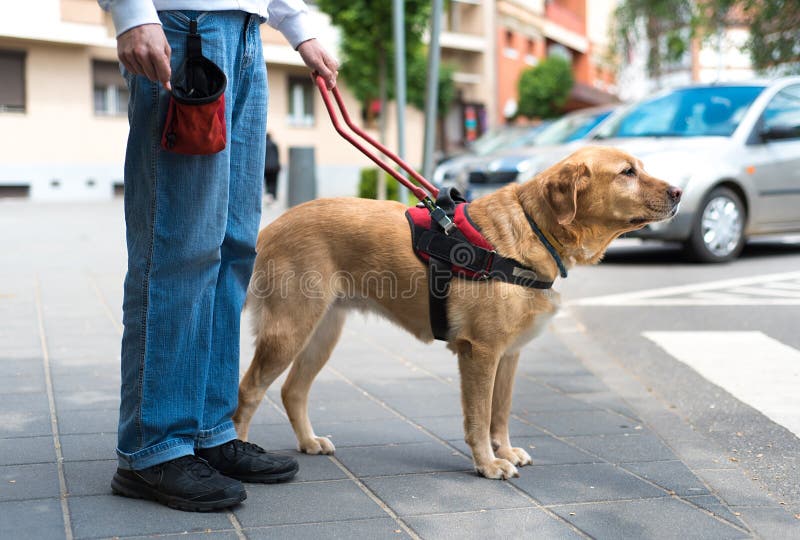 Il cane guida sta aiutando un uomo cieco immagine stock libera da diritti Il cane guida sta aiutando un uomo cieco immagine stock libera da diritti