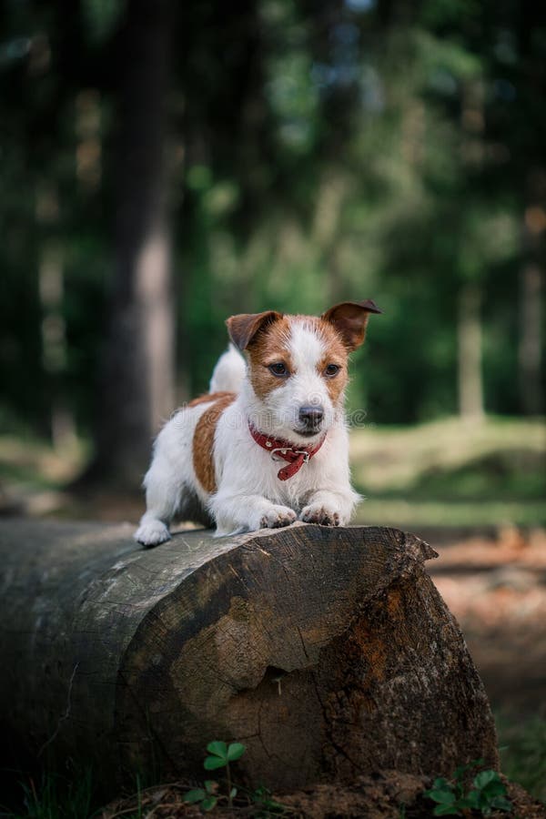 Il Cane Jack Russell Terrier Cammina Sulla Natura Immagine Stock