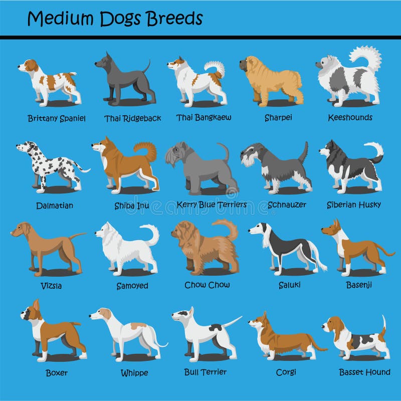 Il cane medio cresce progettazione sveglia dei fumetti del cucciolo di cane di vettore di progettazione del fumetto del cane illustrazione di stock Il cane medio cresce progettazione sveglia dei fumetti del cucciolo di cane di vettore di progettazione del fumetto del cane illustrazione di stock