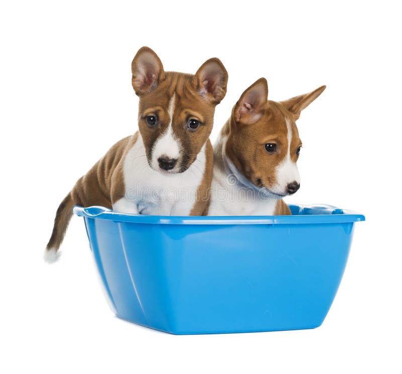 Il cane nel bacino fotografia stock. Immagine di ...