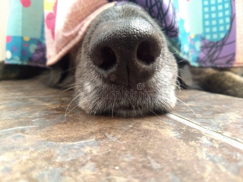 Il cane nero che si nasconde nel bagno perché è impaurito dei temporali fotografia stock Il cane nero che si nasconde nel bagno perché è impaurito dei temporali fotografia stock