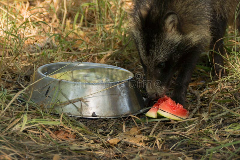 Il cane procione fotografia stock. Immagine di melone - 82959306