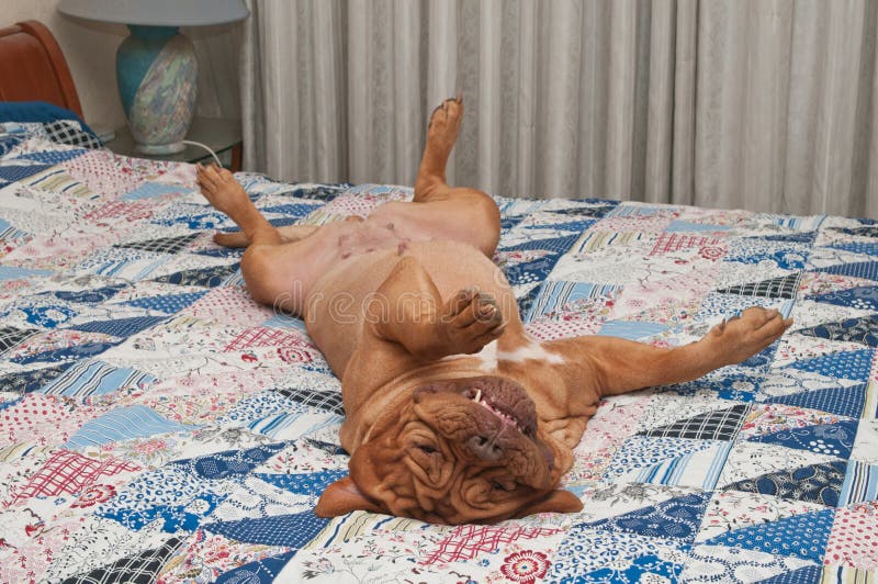 Il cane Relaxed sta trovandosi upside-down su lei indietro fotografia stock Il cane Relaxed sta trovandosi upside-down su lei indietro fotografia stock