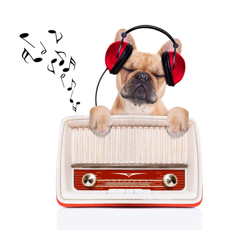 Fawn bulldog dog listening music, while relaxing and enjoying the sound of an old retro radio, isolated on white background. Fawn bulldog dog listening music, while relaxing and enjoying the sound of an old retro radio, isolated on white background