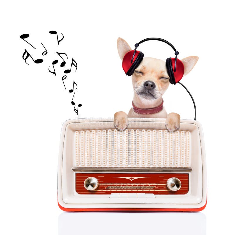 Chihuahua dog listening music, while relaxing and enjoying the sound of an old retro radio, isolated on white background. Chihuahua dog listening music, while relaxing and enjoying the sound of an old retro radio, isolated on white background