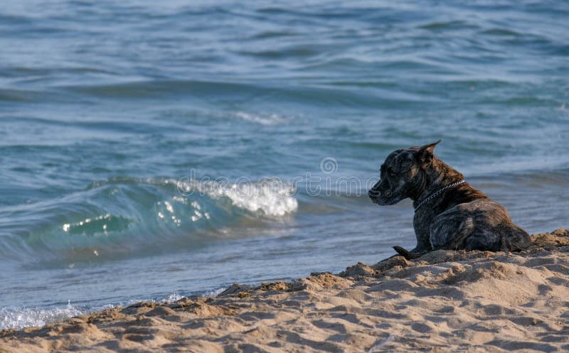 Il cane si trova sulla sabbia vicino al mare ad ora legale fotografia stock libera da diritti Il cane si trova sulla sabbia vicino al mare ad ora legale fotografia stock libera da diritti