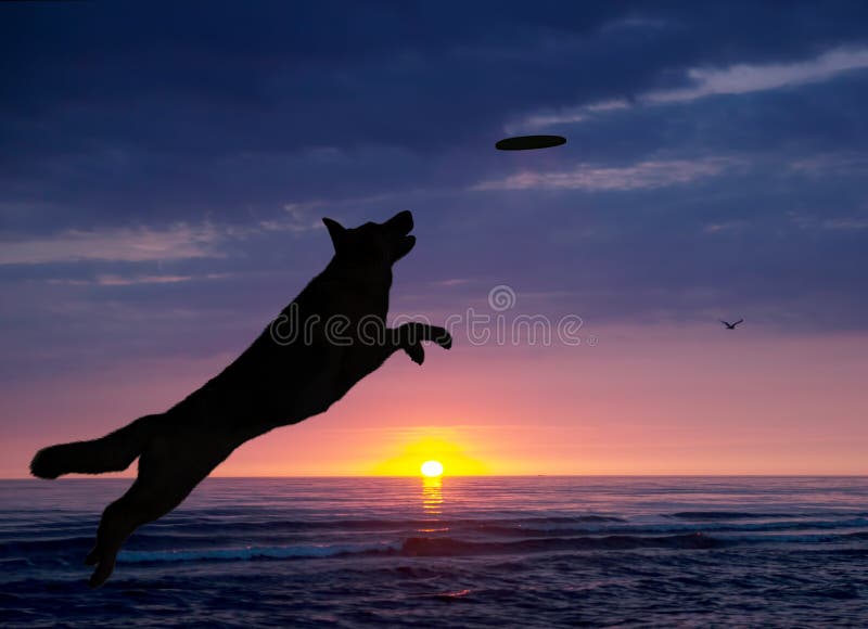 Il cane sta giocando sulla spiaggia al tramonto immagini stock libere da diritti Il cane sta giocando sulla spiaggia al tramonto immagini stock libere da diritti