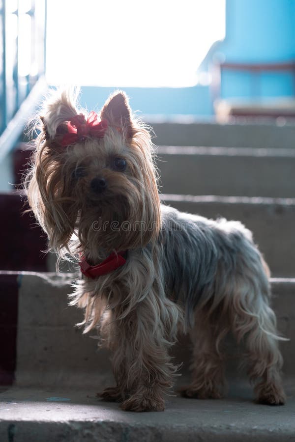 Il cane in veranda non vuole andare a casa immagini stock libere da diritti Il cane in veranda non vuole andare a casa immagini stock libere da diritti