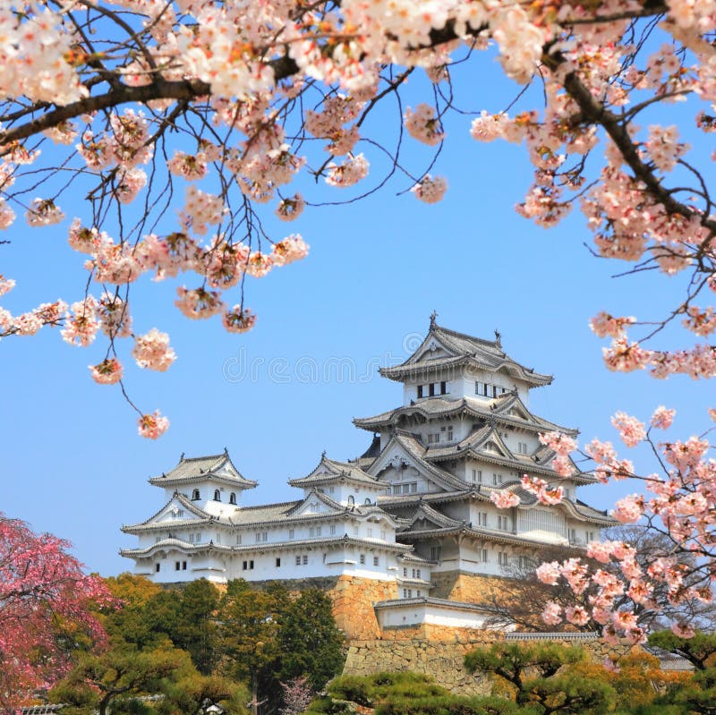 Spring cherry blossoms and the main tower of the famous Himeji Castle, also called the white heron castle, surrounded by Sakura cherry blossoms. It is a popular sightseeing location in Japan, and is listed as an UNESCO world heritage. Spring cherry blossoms and the main tower of the famous Himeji Castle, also called the white heron castle, surrounded by Sakura cherry blossoms. It is a popular sightseeing location in Japan, and is listed as an UNESCO world heritage.