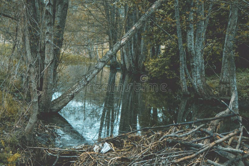 Il castoro ha costruito la diga Natura d'annata del lettone di sguardo immagini stock libere da diritti Il castoro ha costruito la diga Natura d'annata del lettone di sguardo immagini stock libere da diritti