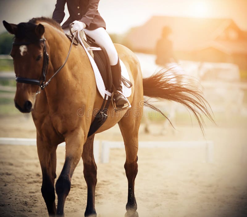 Il cavaliere monta un cavallo della baia ed il cavallo durante il galoppo ha ondeggiato la sua coda immagine stock libera da diritti Il cavaliere monta un cavallo della baia ed il cavallo durante il galoppo ha ondeggiato la sua coda immagine stock libera da diritti