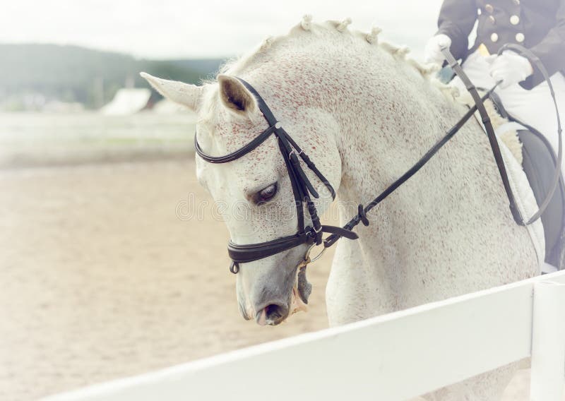 Il cavallo bianco ai concorsi fotografia stock libera da diritti Il cavallo bianco ai concorsi fotografia stock libera da diritti