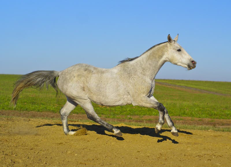 Coda Di Cavallo Erba Propriet Coda Di Cavallo Erba Propriet