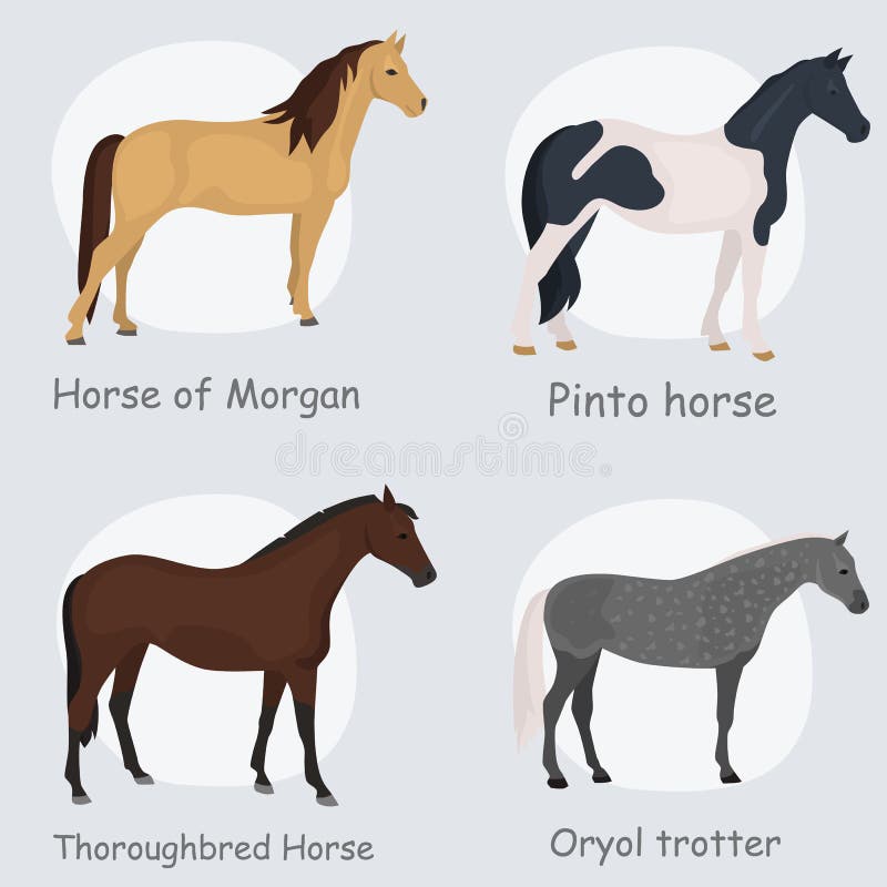 Horse breeds color flat icons set for web and mobile design. Horse breeds color flat icons set for web and mobile design