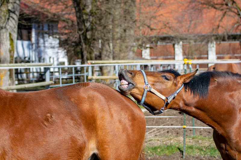La Cura Dei Denti Del Cavallo | Pet Family - Foto 7