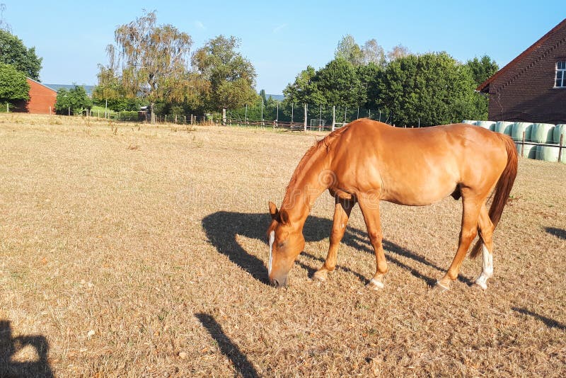 Il cavallo marrone chiaro pasce in un prato su un'azienda agricola fotografie stock libere da diritti Il cavallo marrone chiaro pasce in un prato su un'azienda agricola fotografie stock libere da diritti
