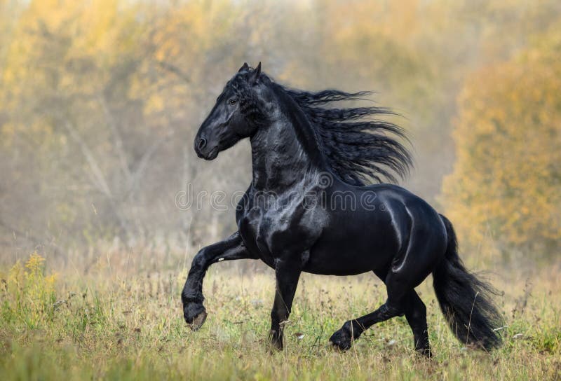 il cavallo nero della razza frisone cammina in autunno