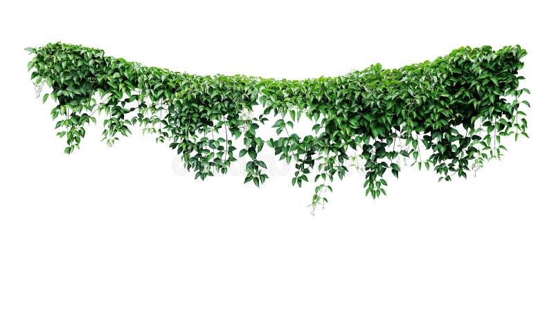 Hanging vines ivy foliage jungle bush, heart shaped green leaves climbing plant nature backdrop isolated on white background with clipping path. Hanging vines ivy foliage jungle bush, heart shaped green leaves climbing plant nature backdrop isolated on white background with clipping path.