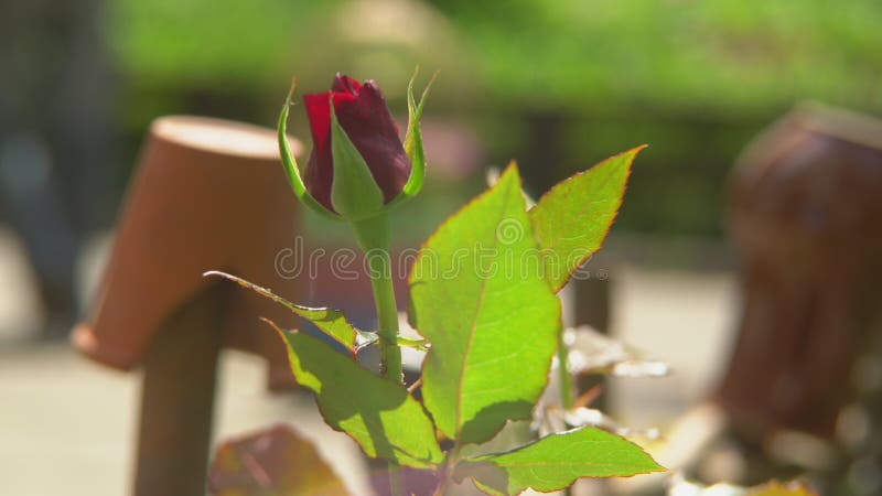 Il cespuglio del giorno soleggiato unblown delle rose rosse