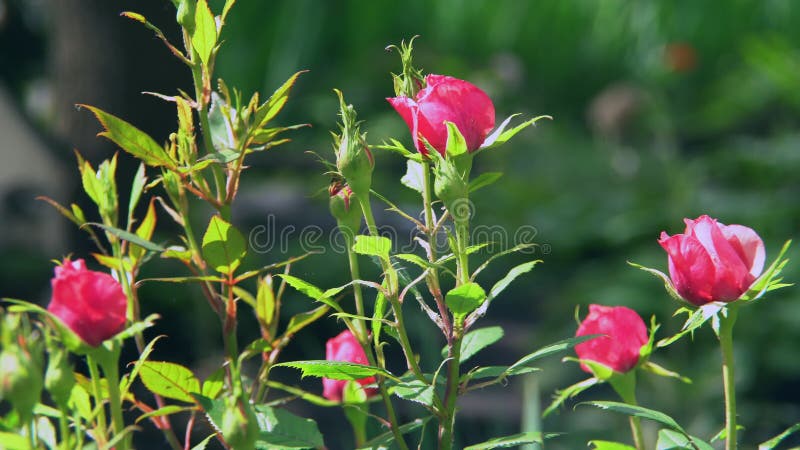 Il cespuglio delle rose rosse unblown