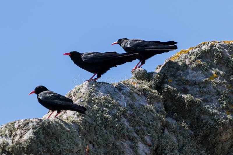Il Chough tre ha catturato su un pyrrhocorax di Pyrrhocorax della roccia fotografia stock Il Chough tre ha catturato su un pyrrhocorax di Pyrrhocorax della roccia fotografia stock