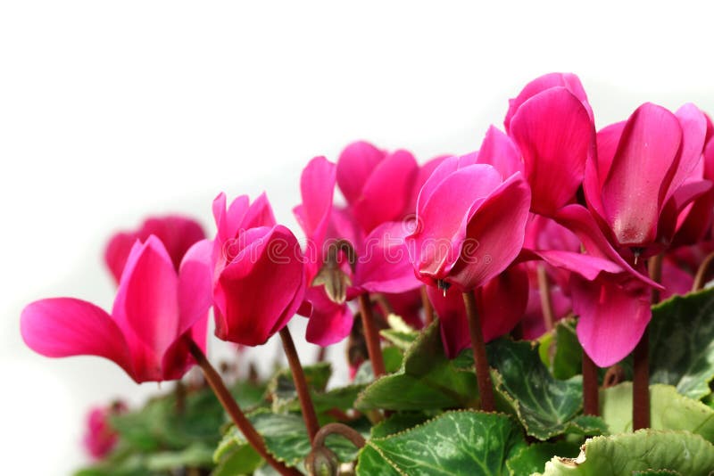 Il ciclamino rosa fiorisce vicino su nel bianco immagine stock libera da diritti Il ciclamino rosa fiorisce vicino su nel bianco immagine stock libera da diritti